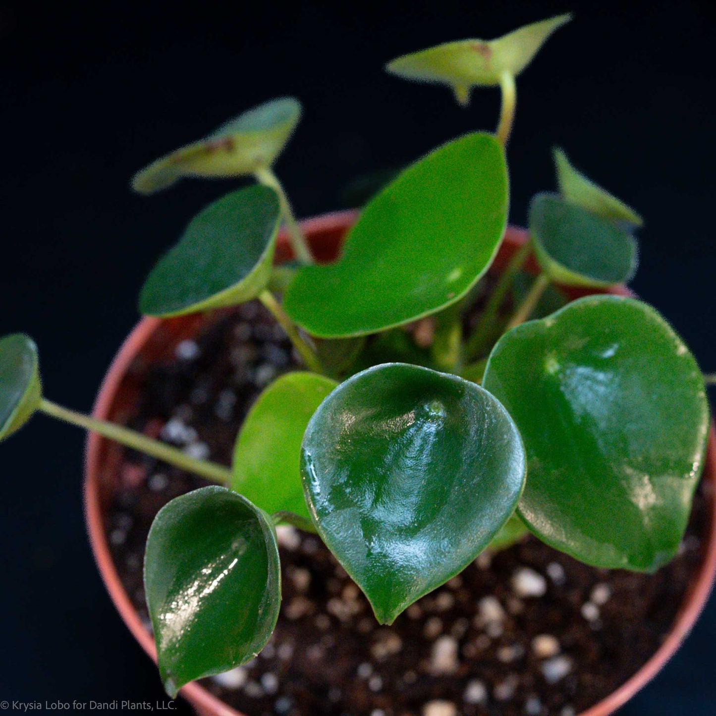 Peperomia 'Raindrop' (Grower's Choice)