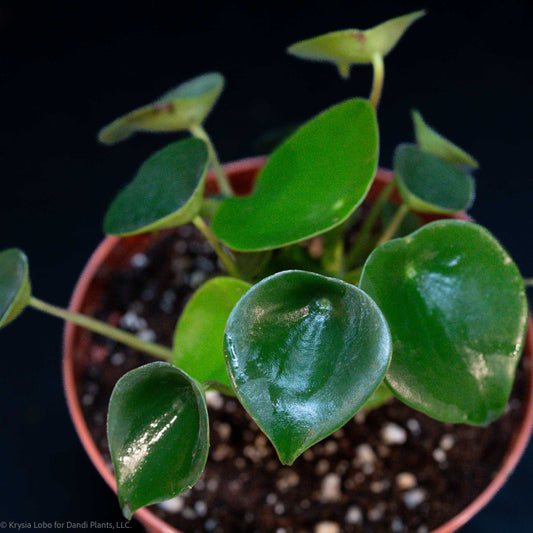 Peperomia 'Raindrop' (Grower's Choice)