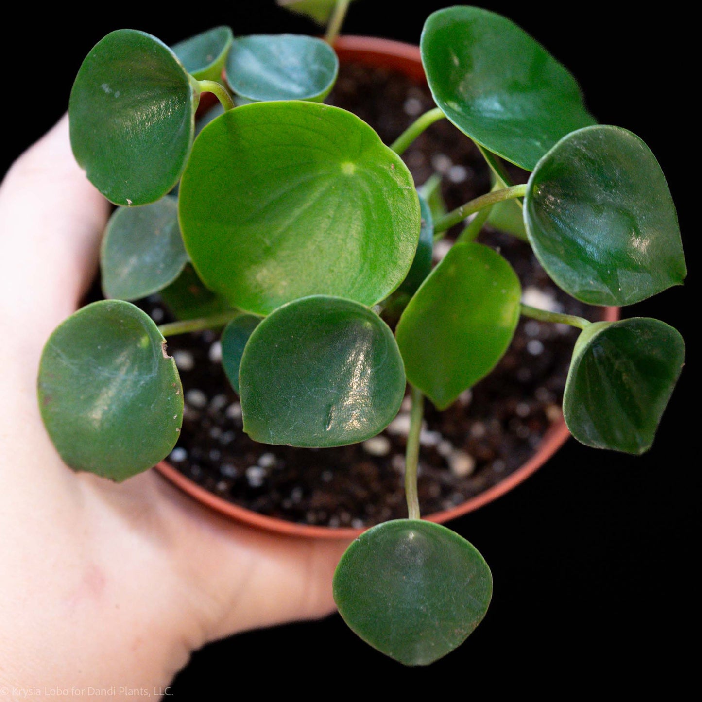 Peperomia 'Raindrop' (Grower's Choice)