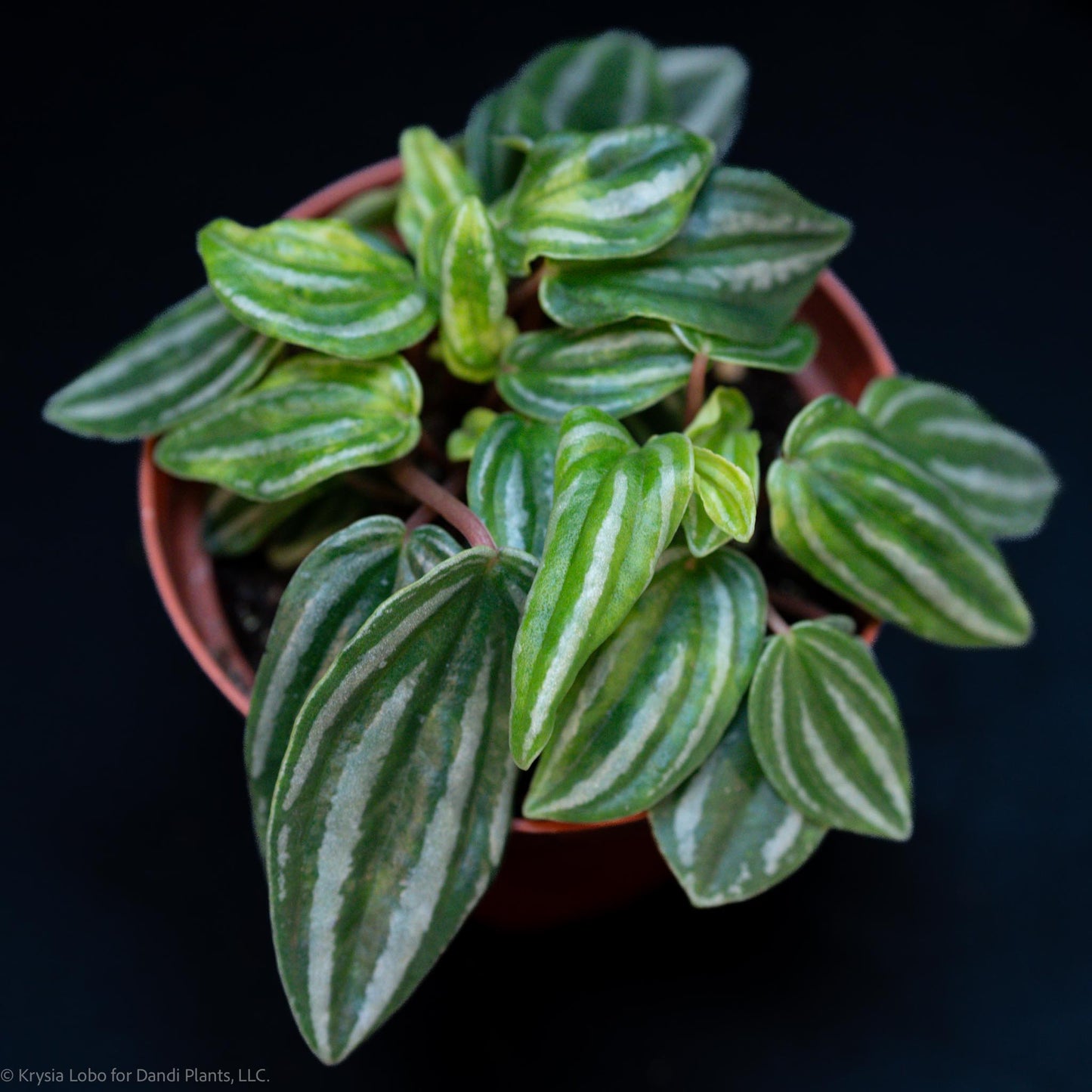 Peperomia 'Mini Watermelon' (Grower's Choice)