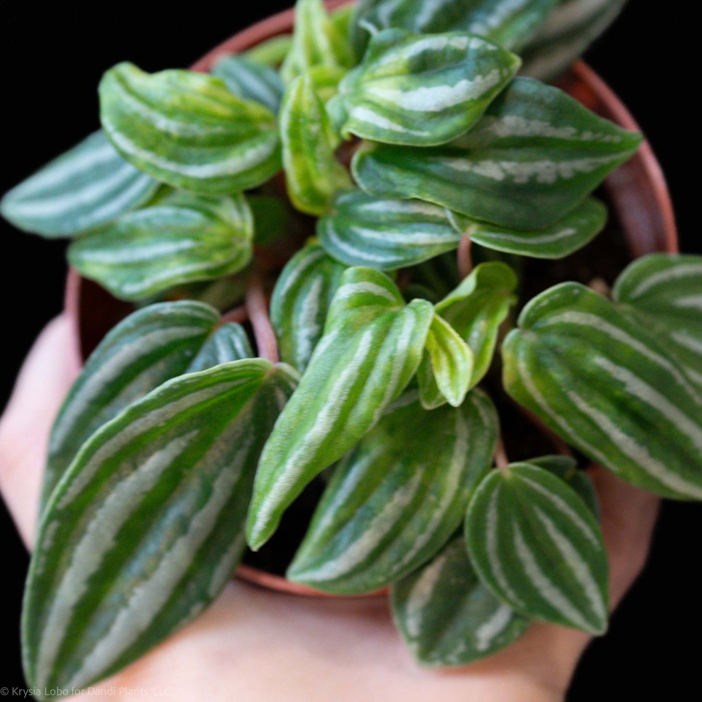 Peperomia 'Mini Watermelon' (Grower's Choice)