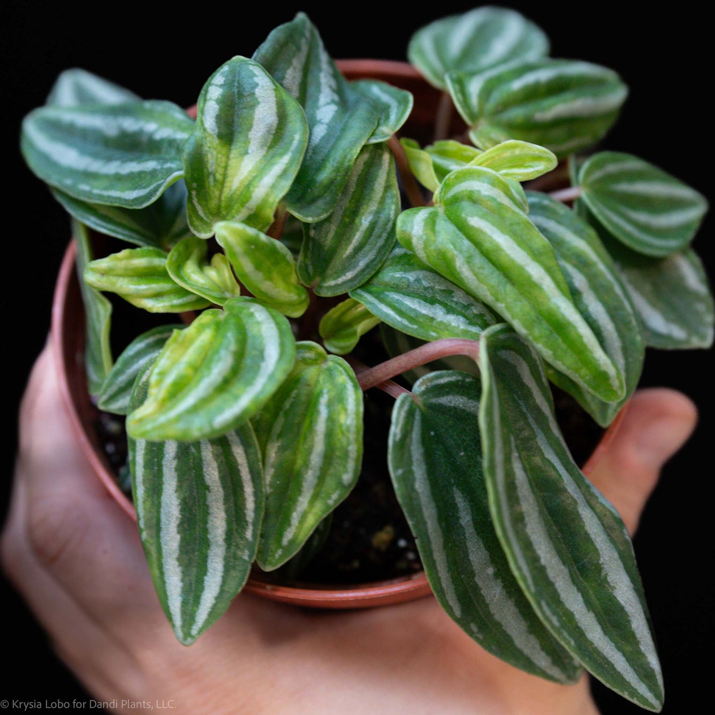 Peperomia 'Mini Watermelon' (Grower's Choice)