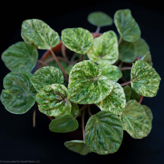 Peperomia 'Freckles' (Grower's Choice)