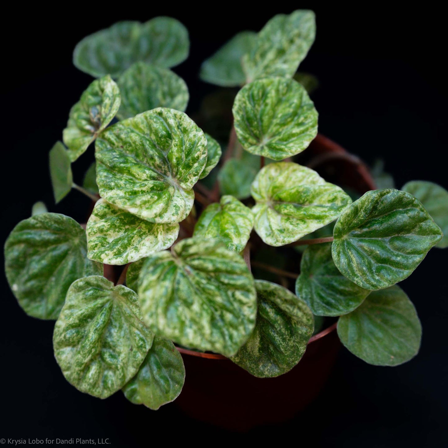 Peperomia 'Freckles' (Grower's Choice)