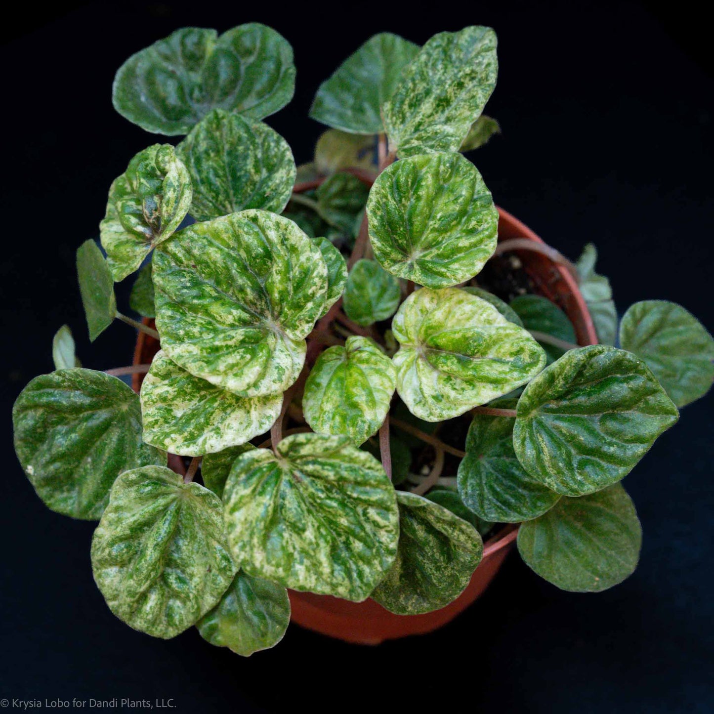 Peperomia 'Freckles' (Grower's Choice)