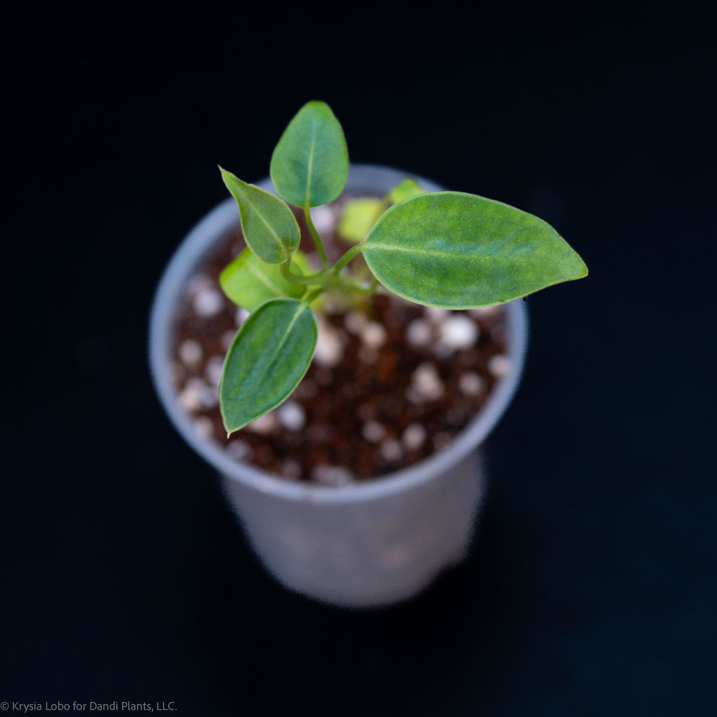 Anthurium Warocqueanum 'Dark Queen' Starter (Grower's Choice)