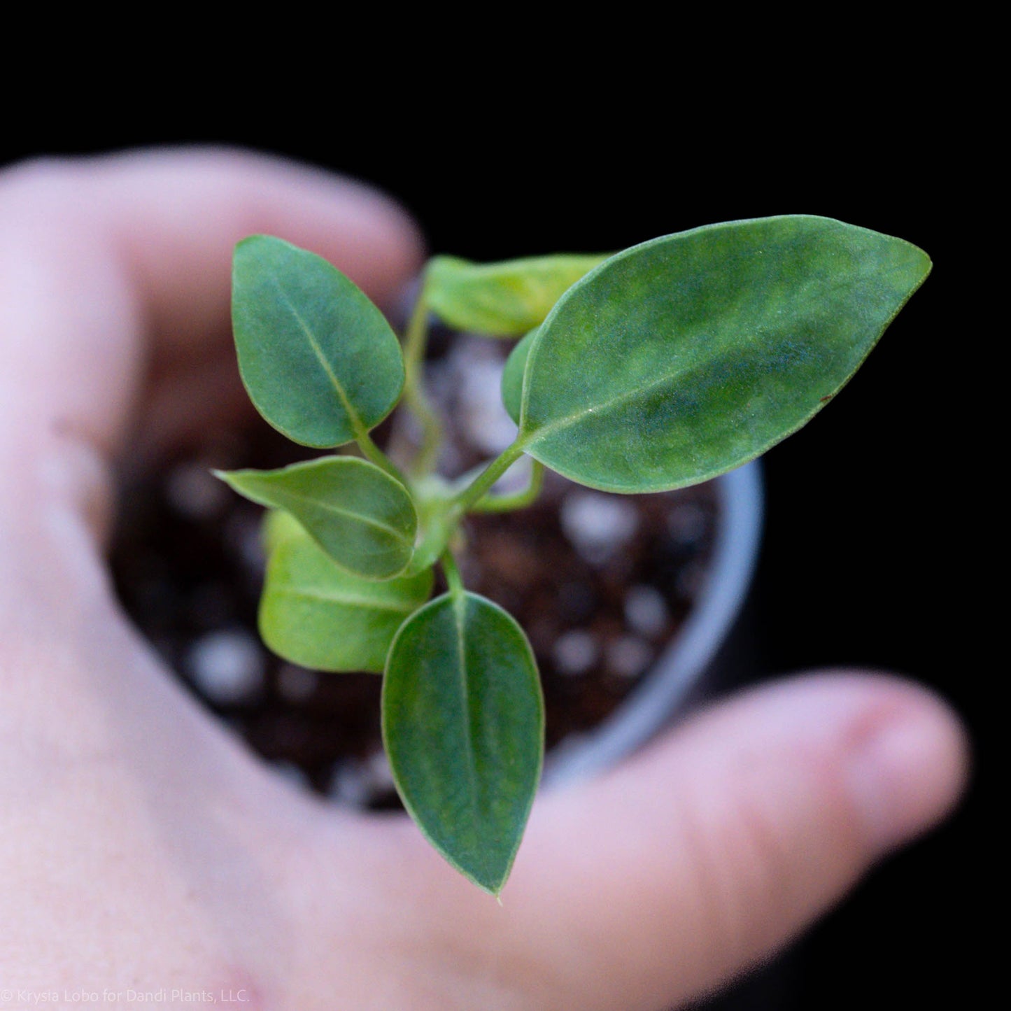 Anthurium Warocqueanum 'Dark Queen' Starter (Grower's Choice)