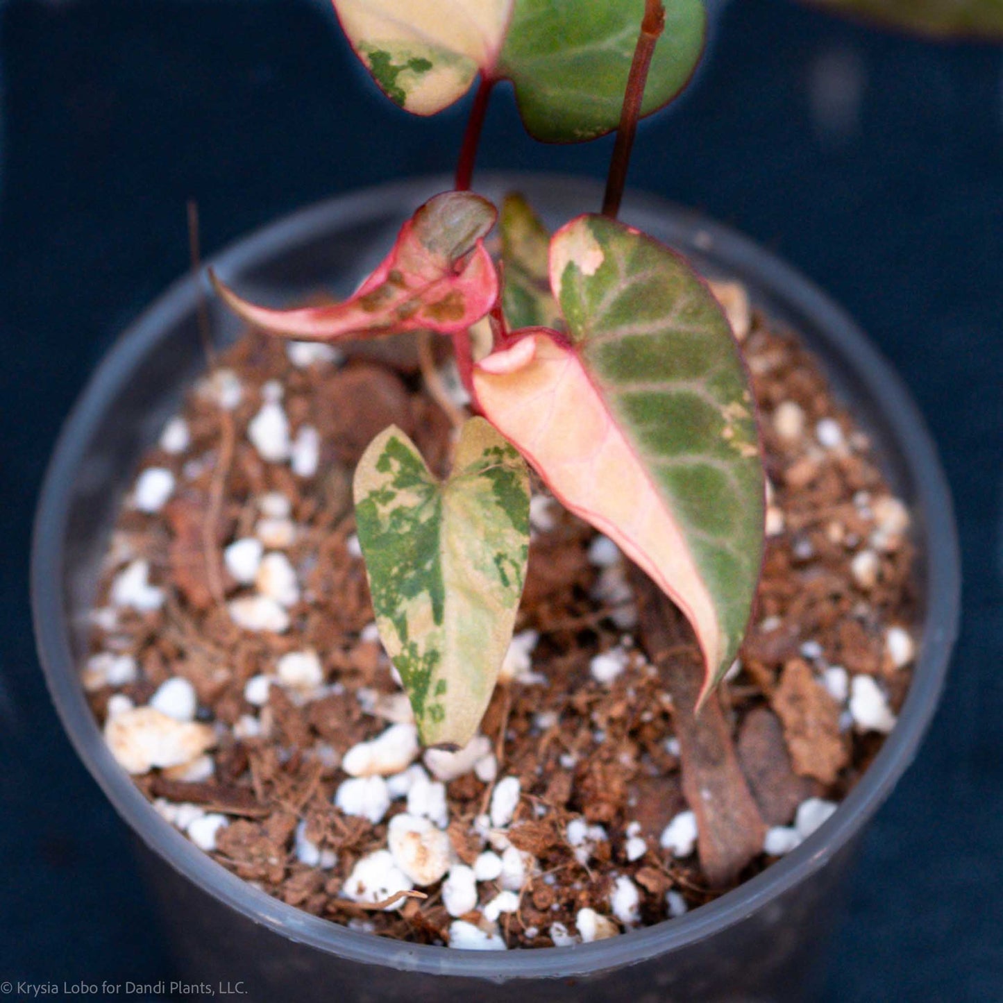 Fallopia Multiflora Variegated (SD52-01)