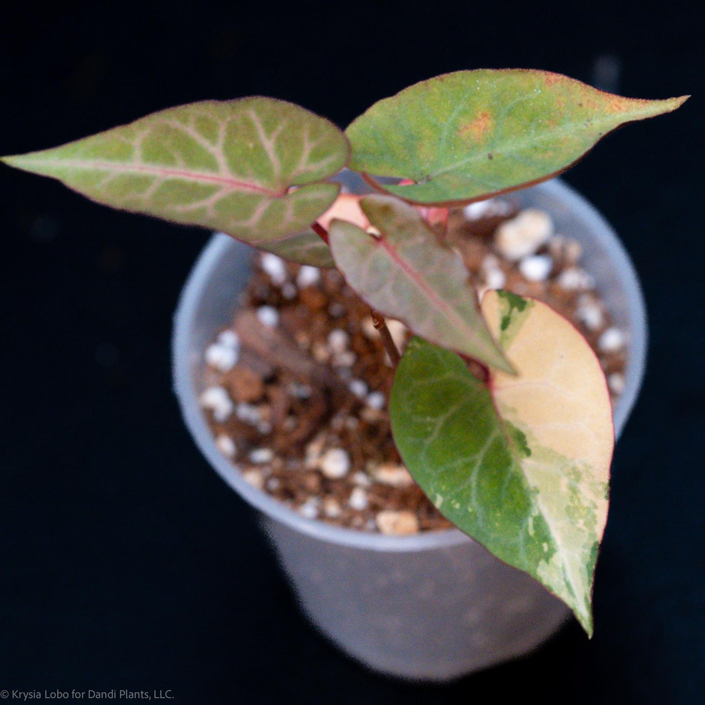 Fallopia Multiflora Variegated (SD52-01)