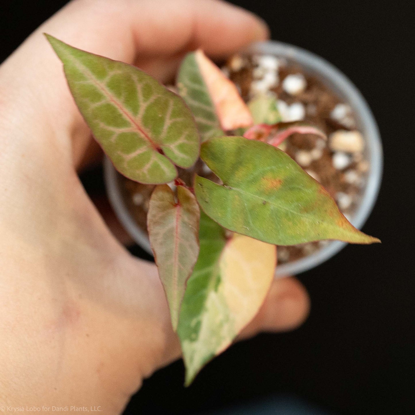 Fallopia Multiflora Variegated (SD52-01)