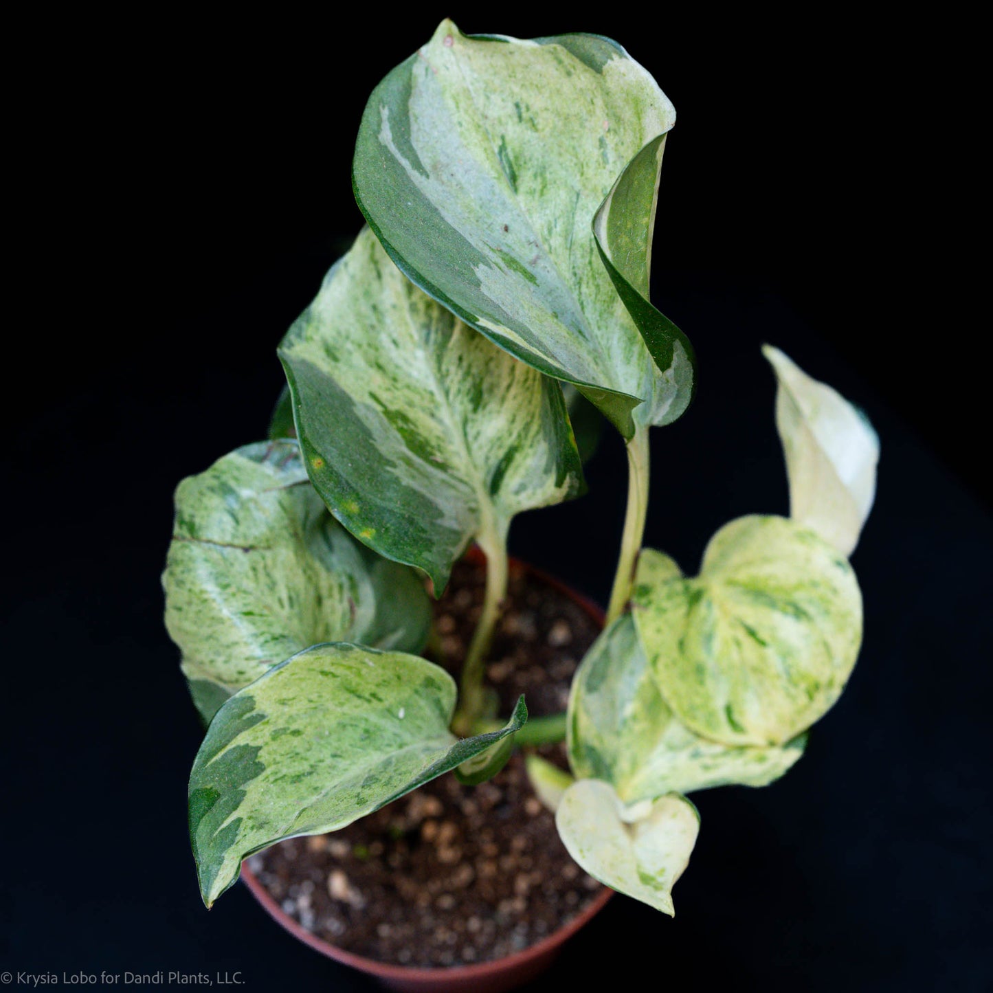 Manjula Pothos Starter (Grower's Choice)