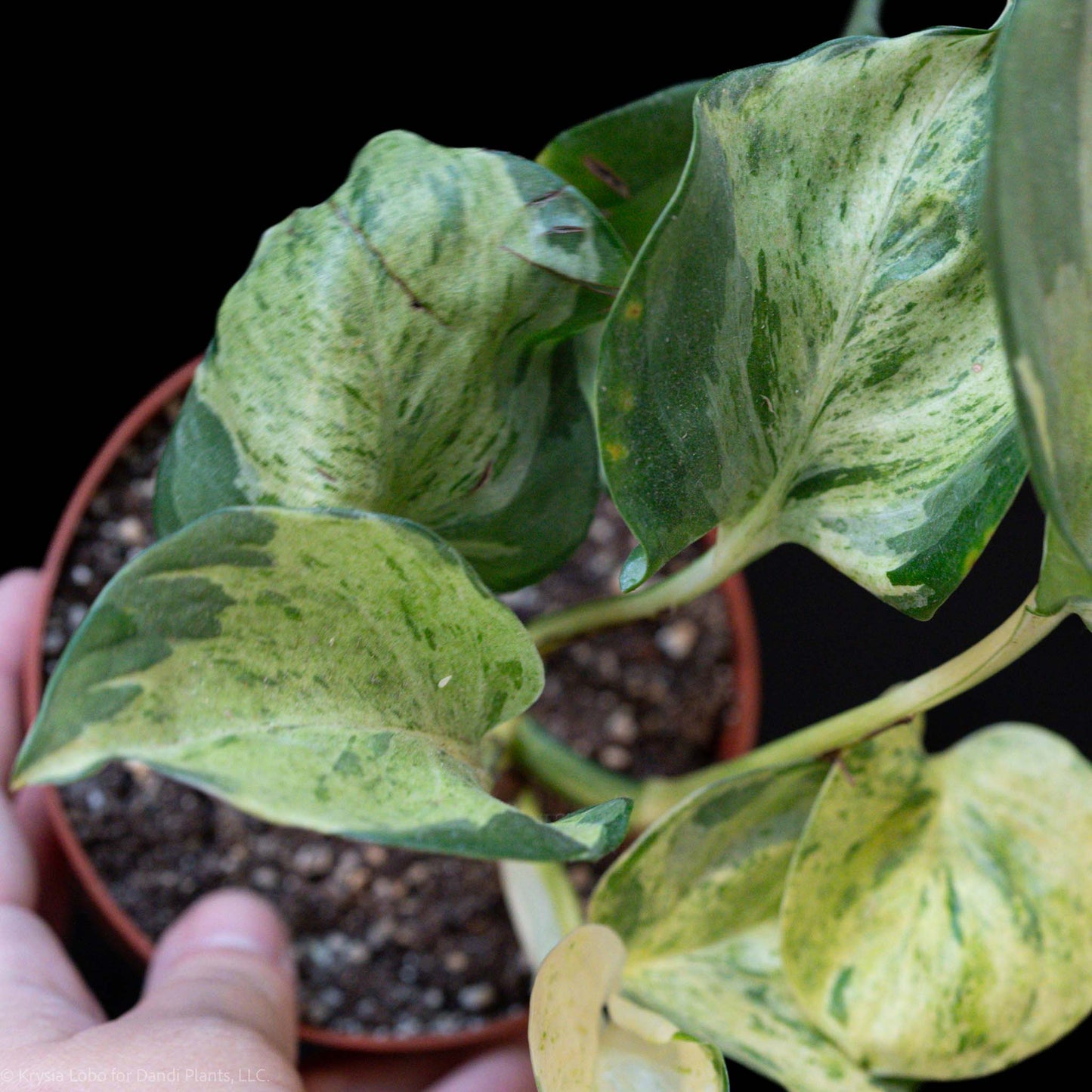 Manjula Pothos Starter (Grower's Choice)