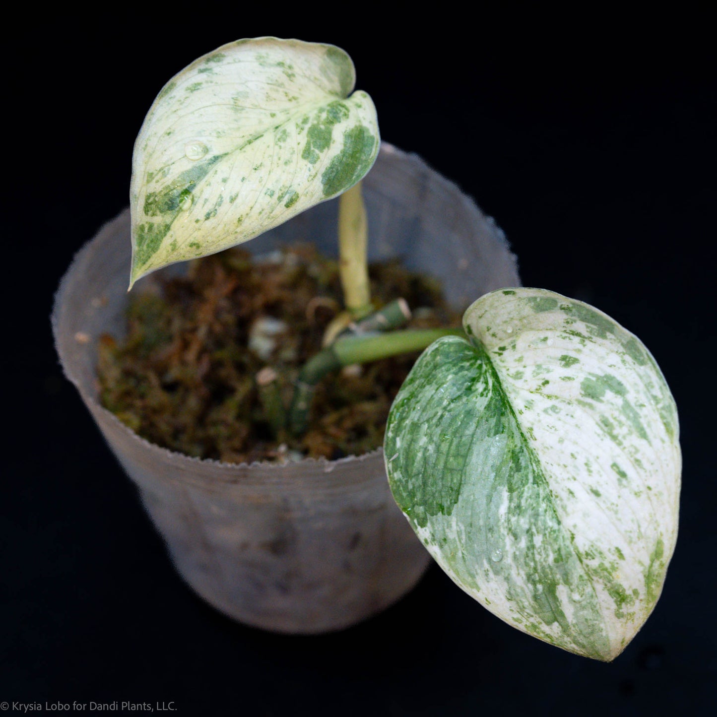 Scindapsus Silver Cloud Mutation 'Leopard Albo' Variegated (SD52-01)