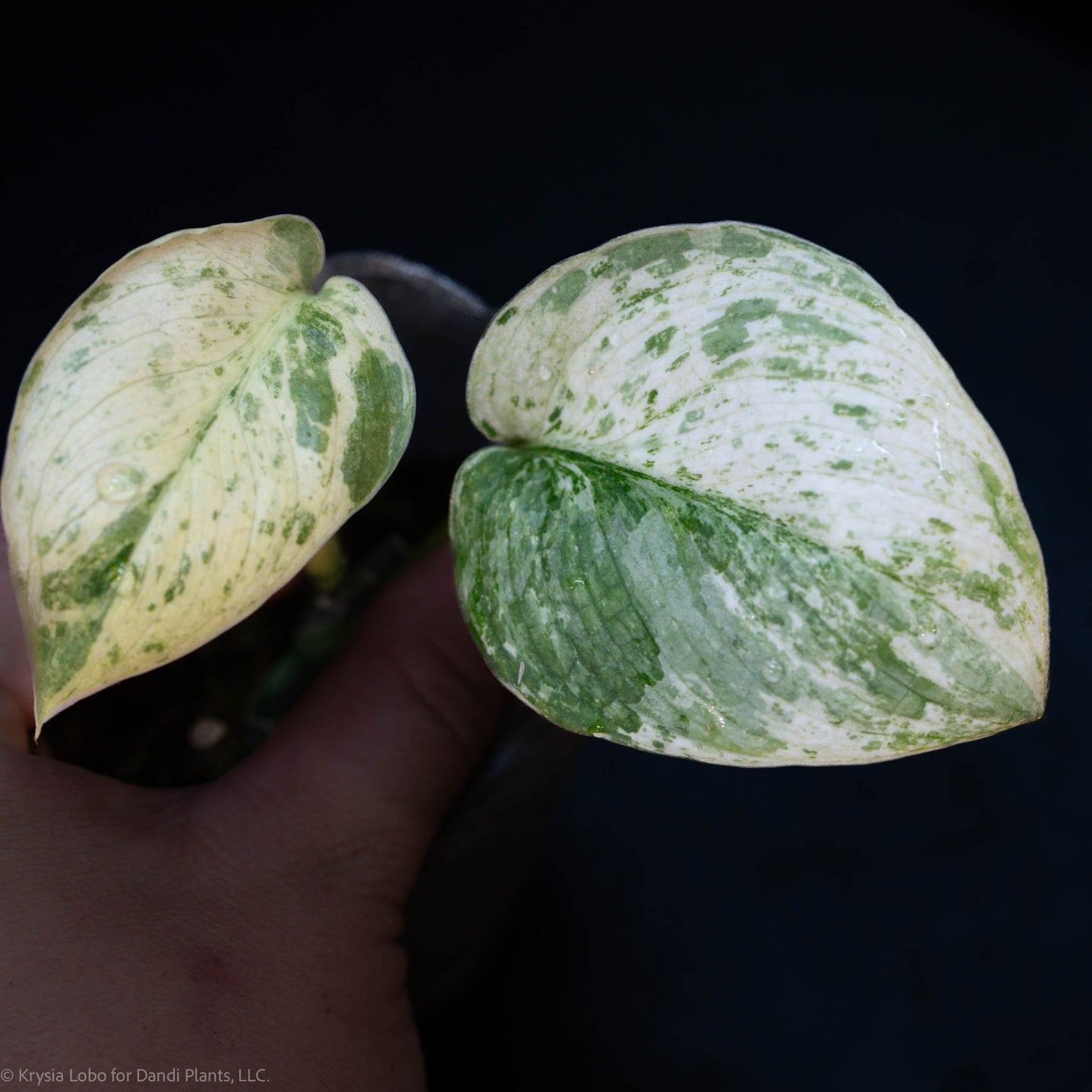 Scindapsus Silver Cloud Mutation 'Leopard Albo' Variegated (SD52-01)