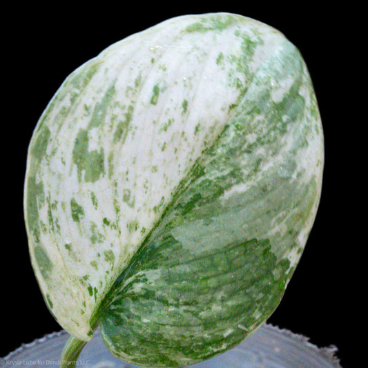 Scindapsus Silver Cloud Mutation 'Leopard Albo' Variegated (SD52-01)