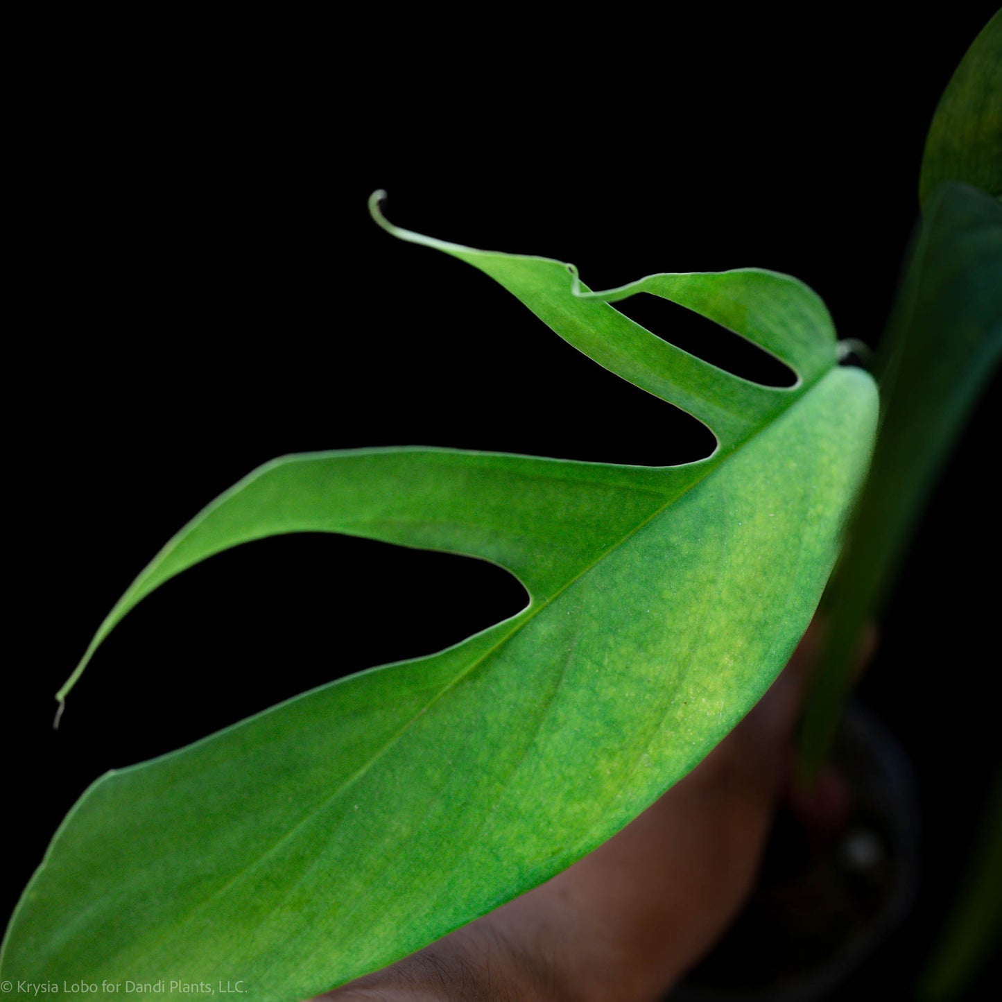 Monstera Croatii (SD52-01)