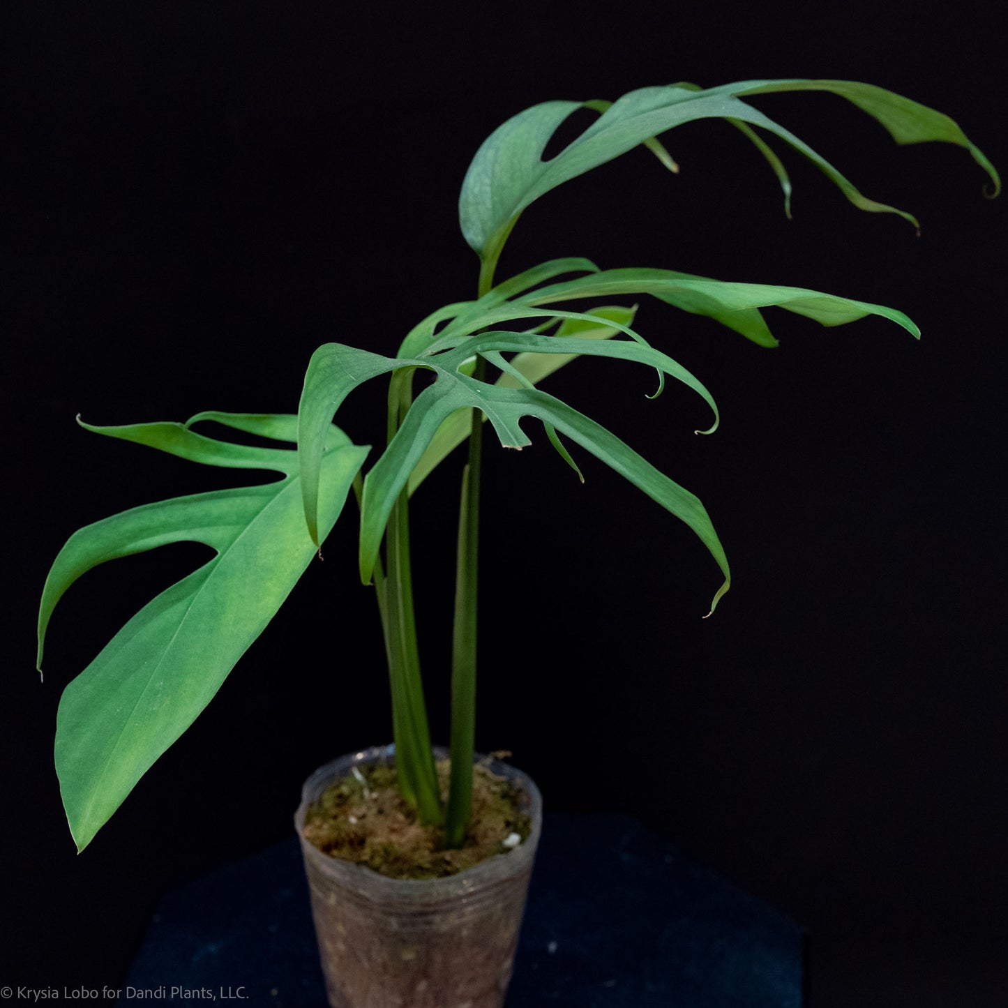 Monstera Croatii (SD52-01)