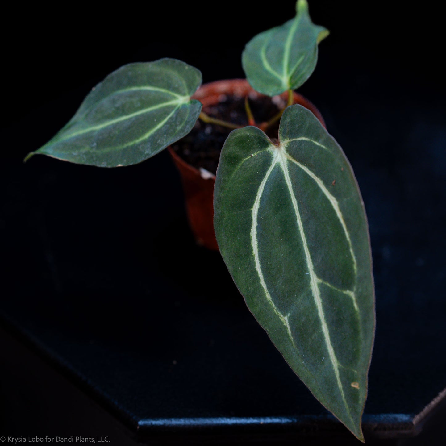 Anthurium Carlablackiae RA (Rory Antolak) Wild Collected Clone x Seed-grown No Number (Grower's Choice)