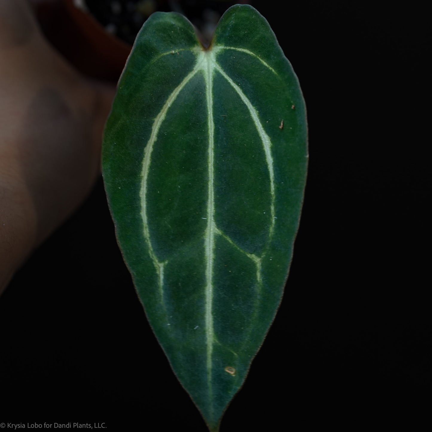 Anthurium Carlablackiae RA (Rory Antolak) Wild Collected Clone x Seed-grown No Number (Grower's Choice)