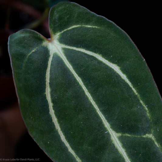 Anthurium Carlablackiae RA (Rory Antolak) Wild Collected Clone x Seed-grown No Number (Grower's Choice)