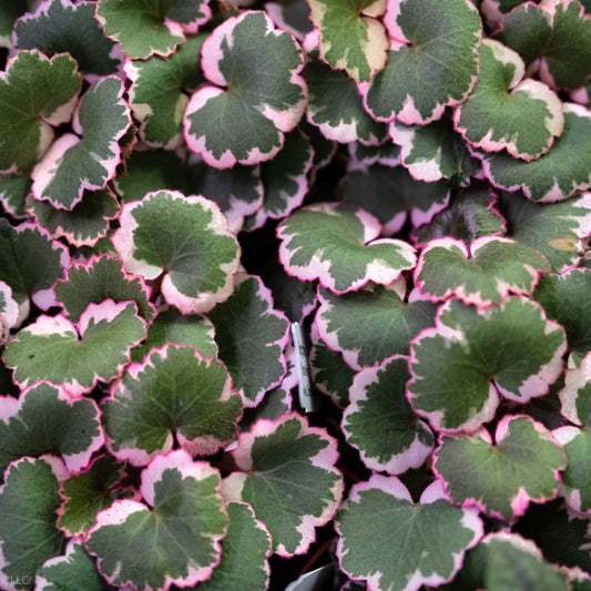 Strawberry Begonia Variegated (Grower's Choice)