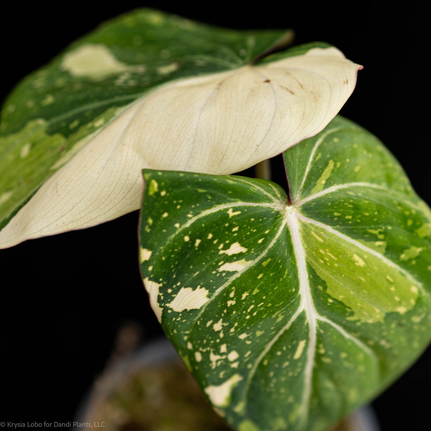 Philodendron Gloriosum Variegated Type 2 (SD5.25-1)