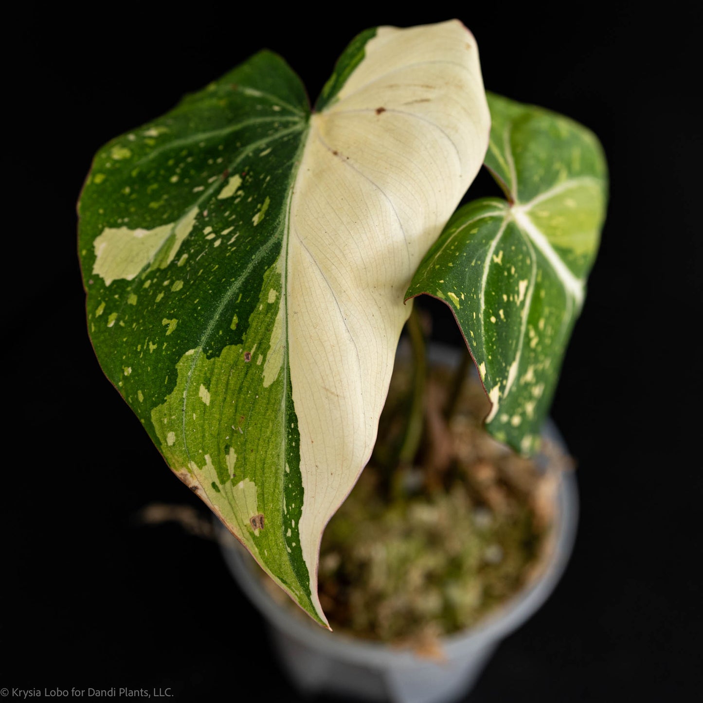 Philodendron Gloriosum Variegated Type 2 (SD5.25-1)