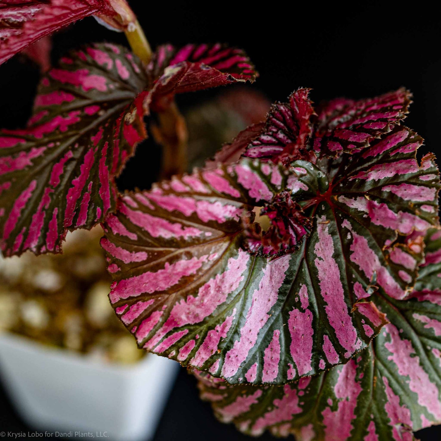 Begonia brevirimosa subp. Exotica 'Edinburgh' (Grower's Choice)