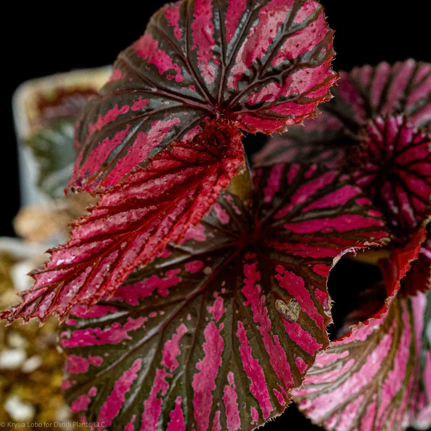 Begonia brevirimosa subp. Exotica 'Edinburgh' (Grower's Choice)