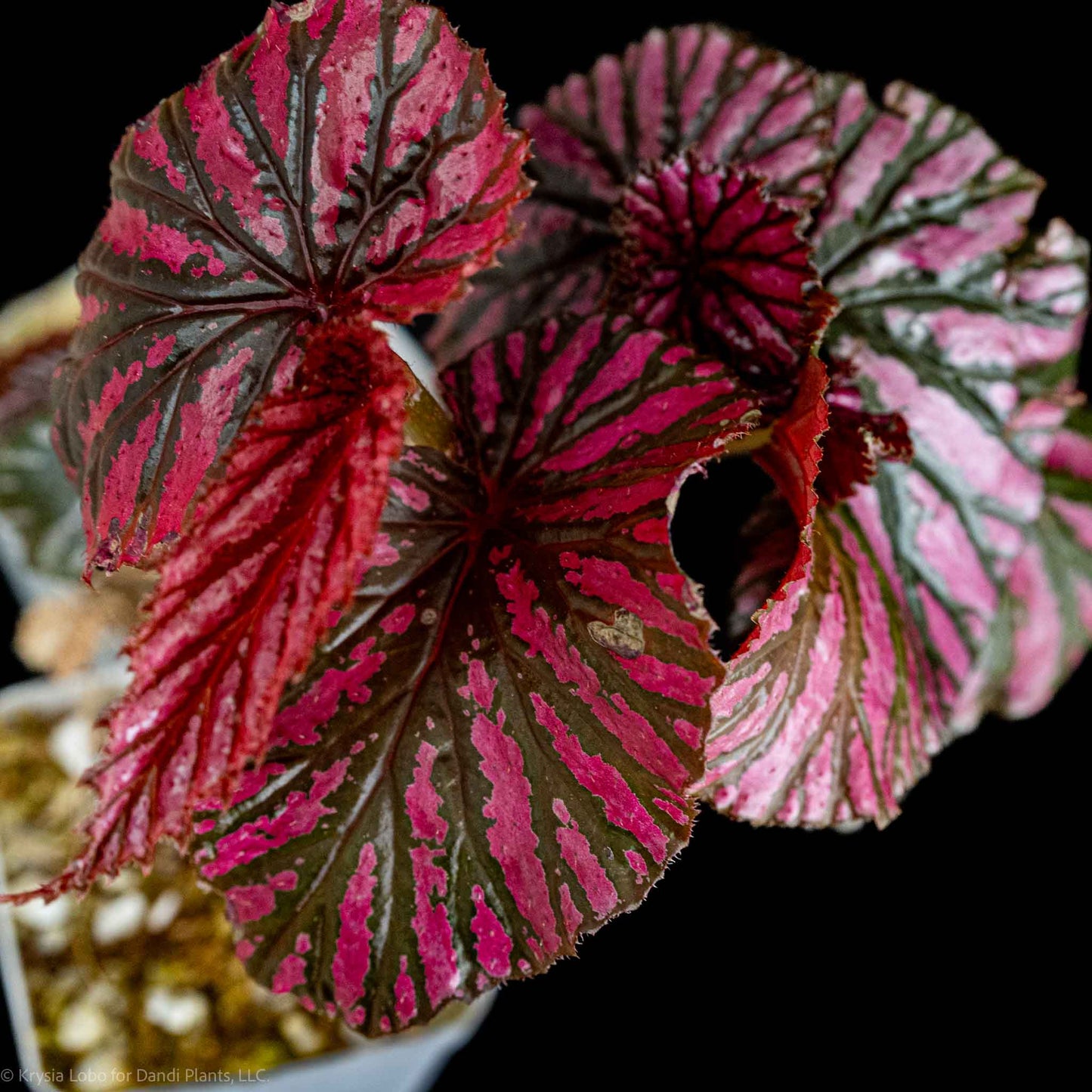 Begonia brevirimosa subp. Exotica 'Edinburgh' (Grower's Choice)