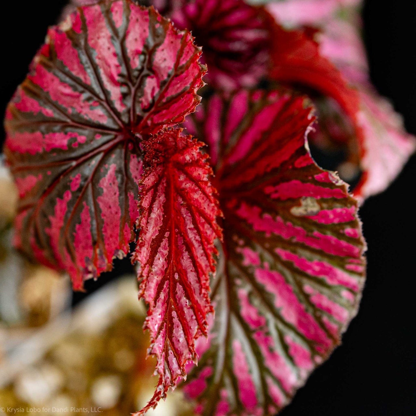 Begonia brevirimosa subp. Exotica 'Edinburgh' (Grower's Choice)