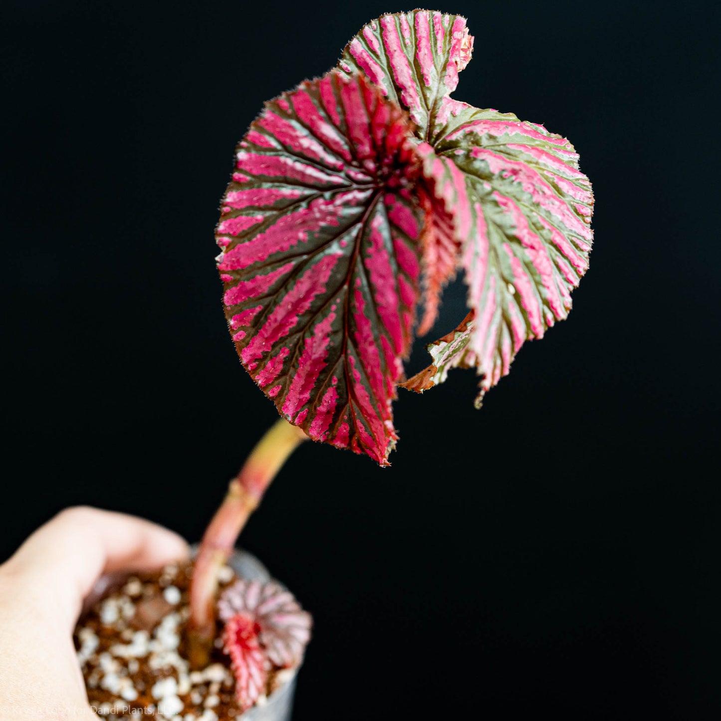 Begonia brevirimosa subp. Exotica 'Edinburgh' (Grower's Choice)