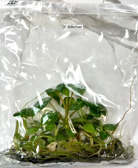 *5 Pack* Tissue Culture- Philodendron Billietiae from Variegated Mother (Sellers Choice)