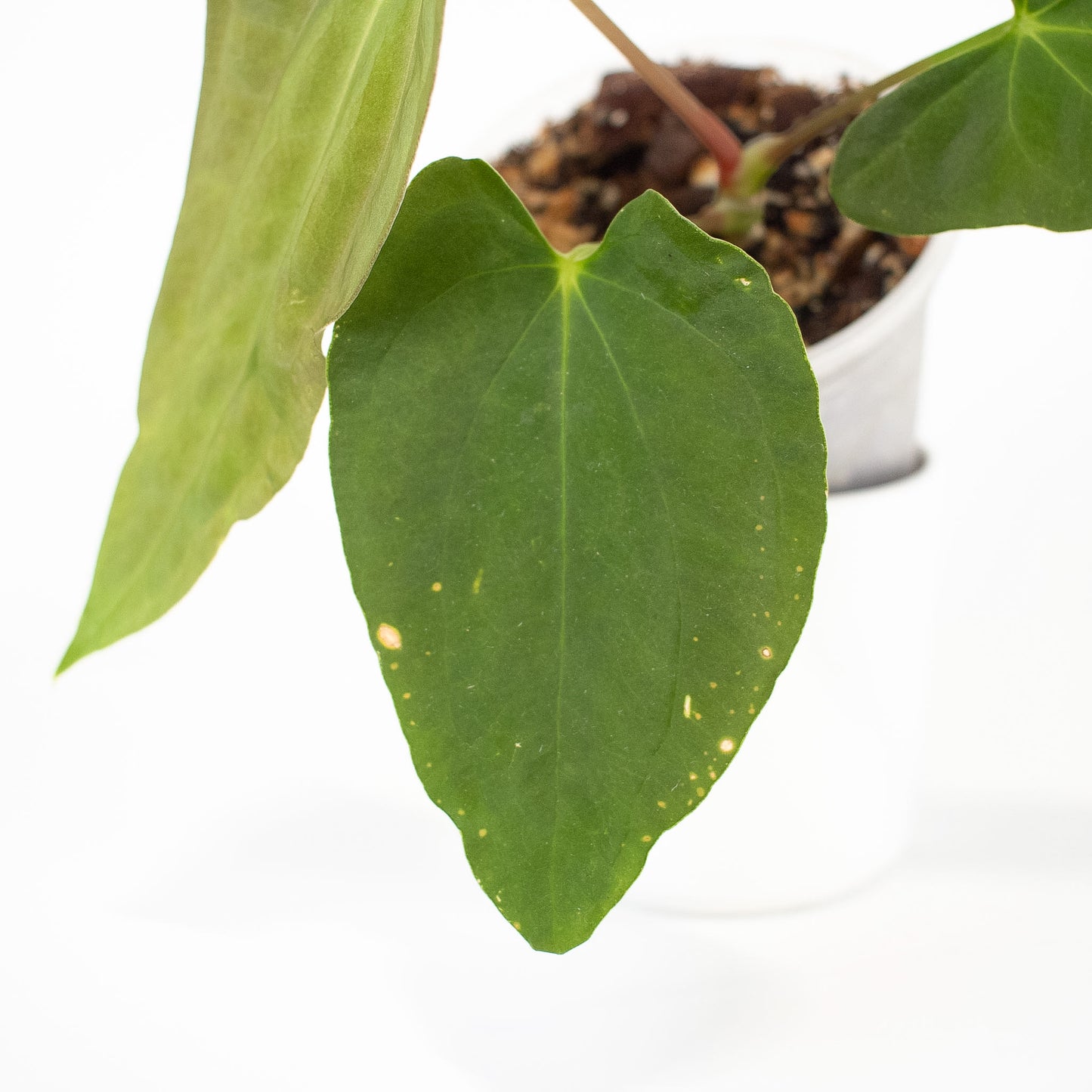 Anthurium Dark Phoenix x Panama (2605)