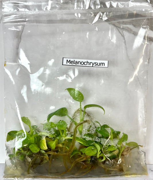 *5 Pack* Tissue Culture- Philodendron Melanochrysum (Sellers Choice)