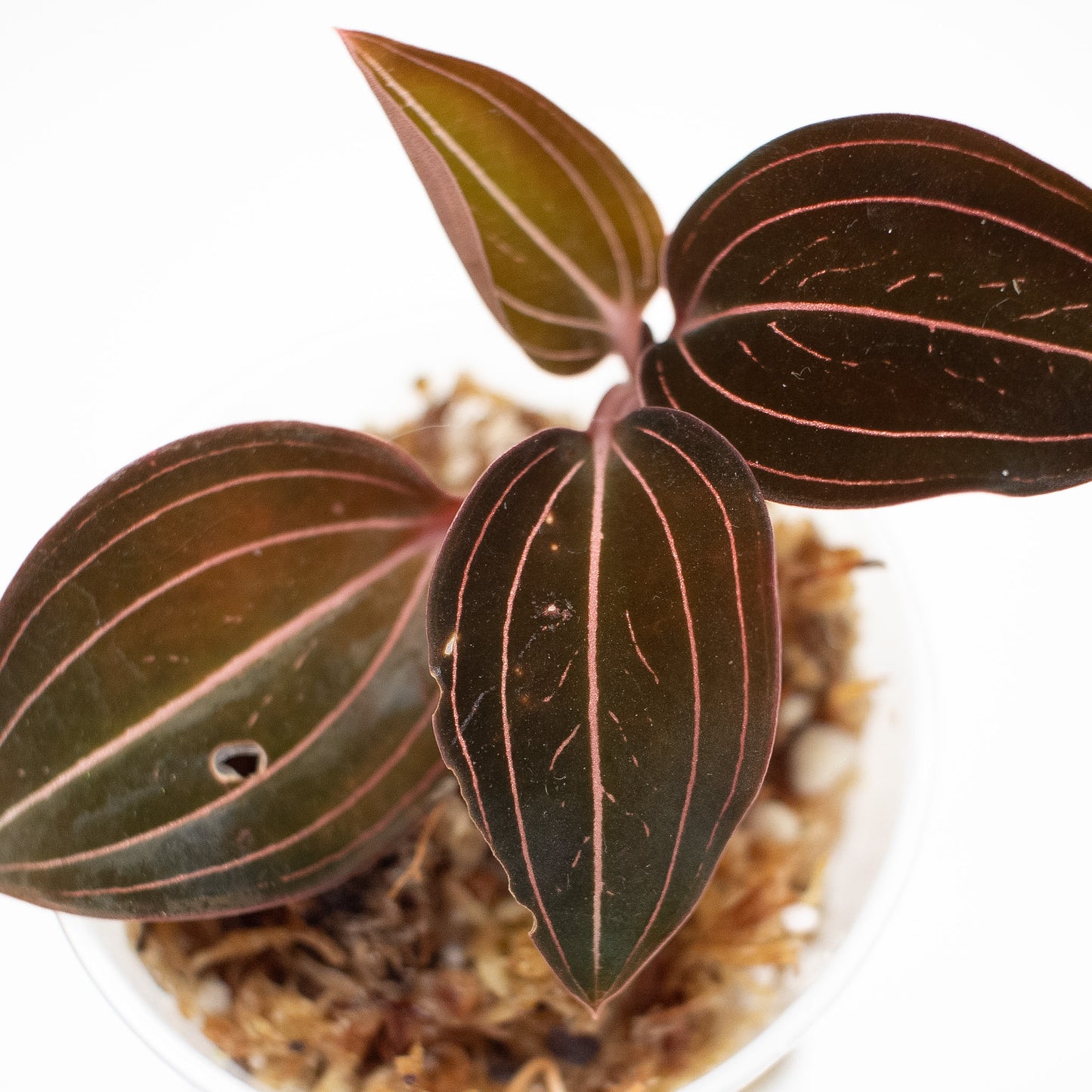 "Ludisia Discolor" Jewel Orchid (2602)