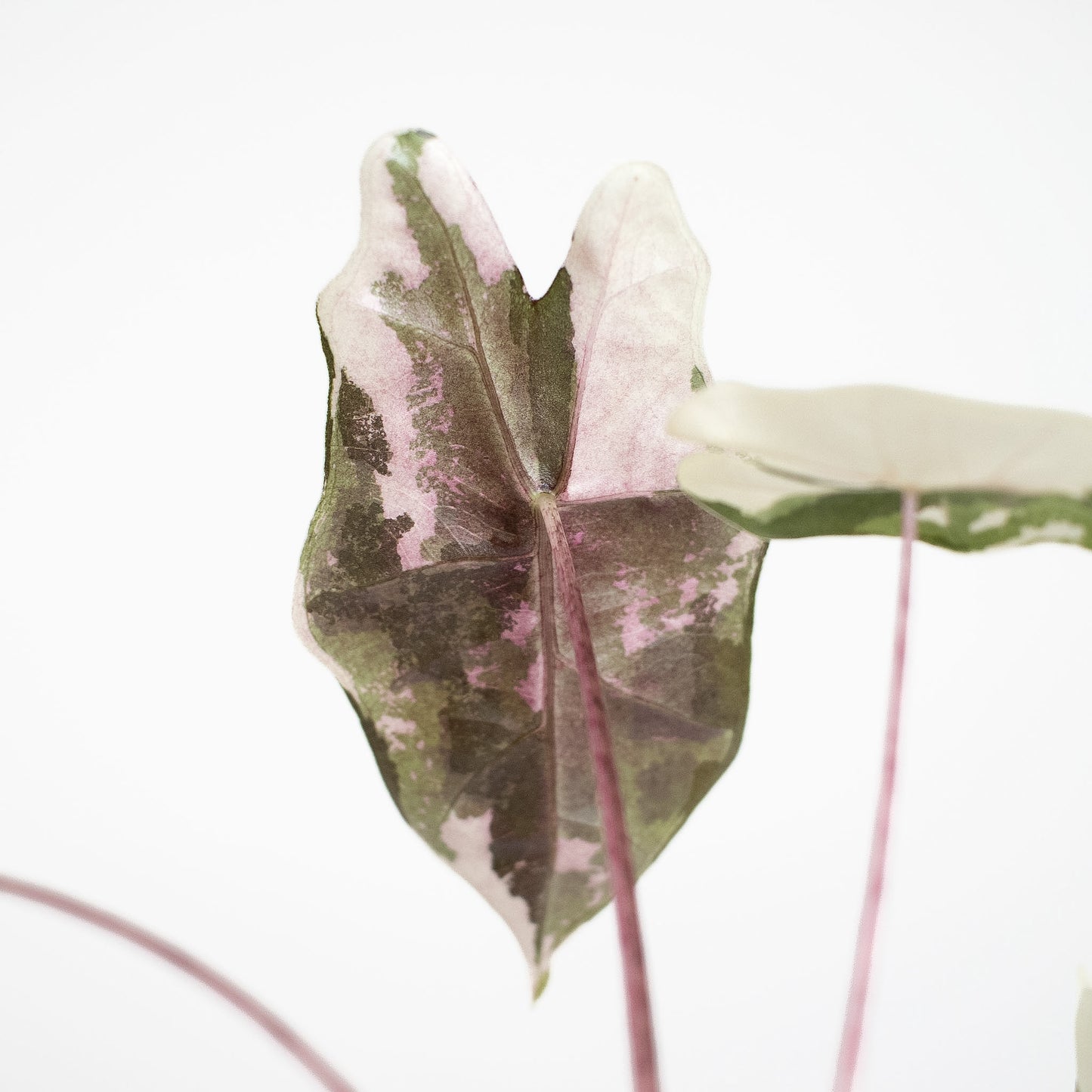 Alocasia Psuedo Sanderiana Pink (2611)