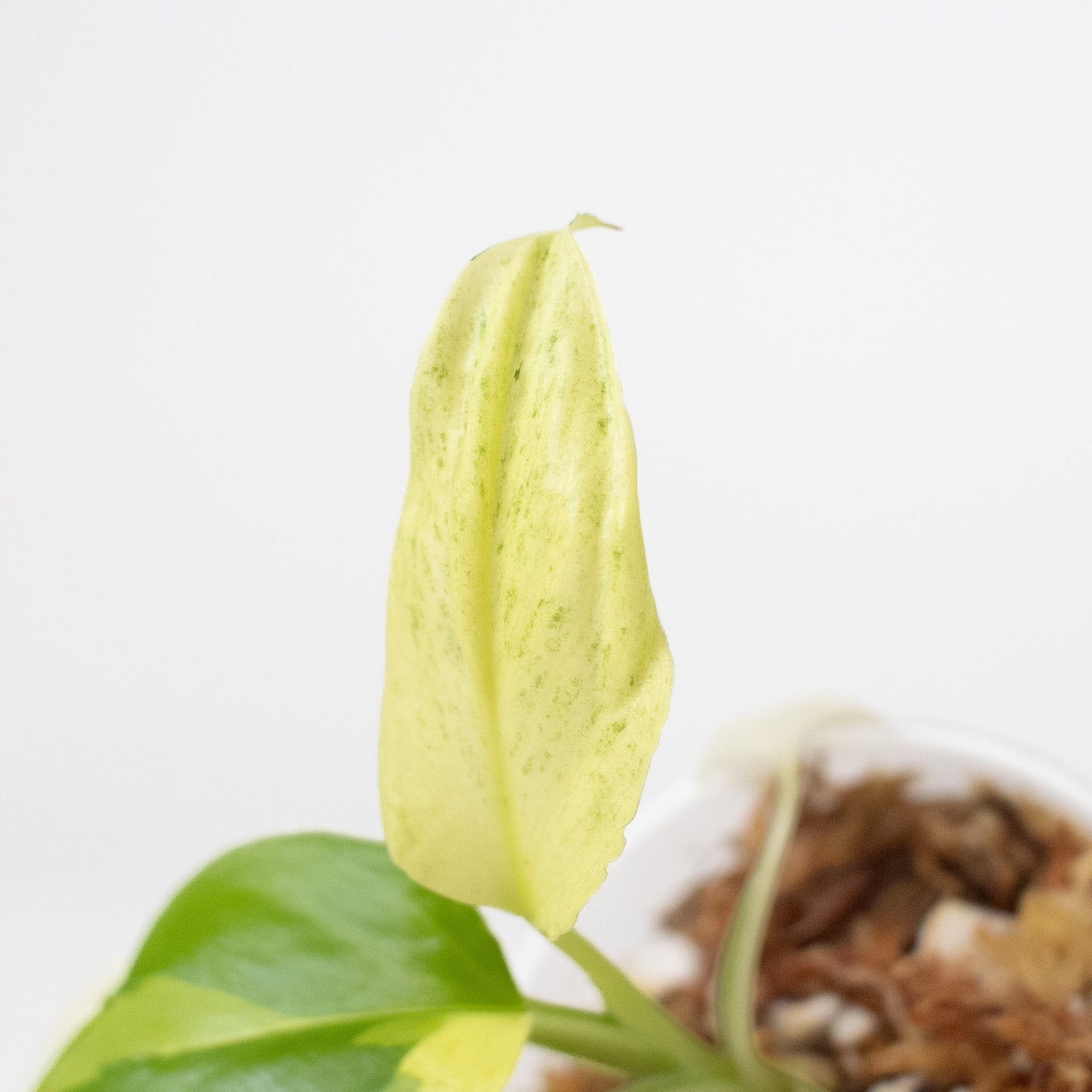 Homalomena 'Cream Frost' (2617)