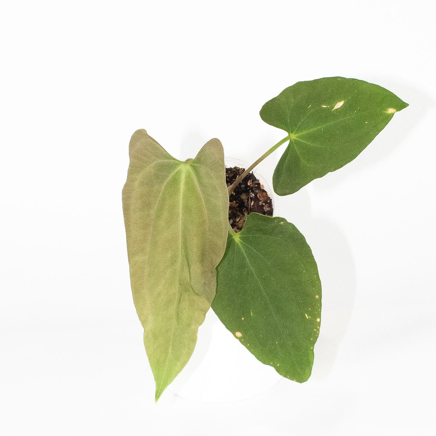 Anthurium Dark Phoenix x Panama (2605)
