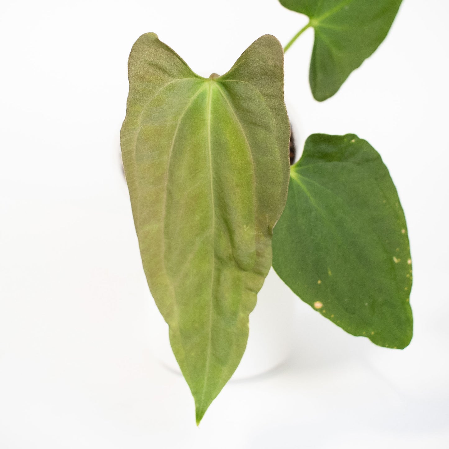 Anthurium Dark Phoenix x Panama (2605)
