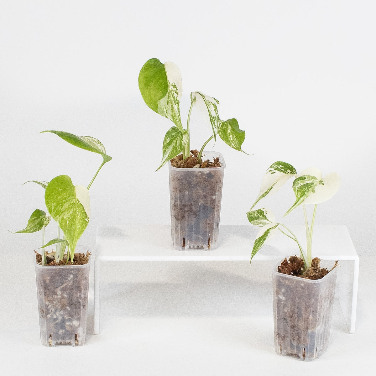 Monstera Deliciosa Albo (LF) *Growers Choice*