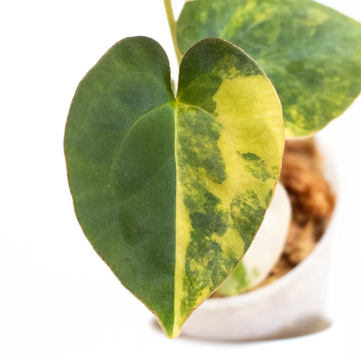 Anthurium Papilliminum Variegated x RVDP (2603)