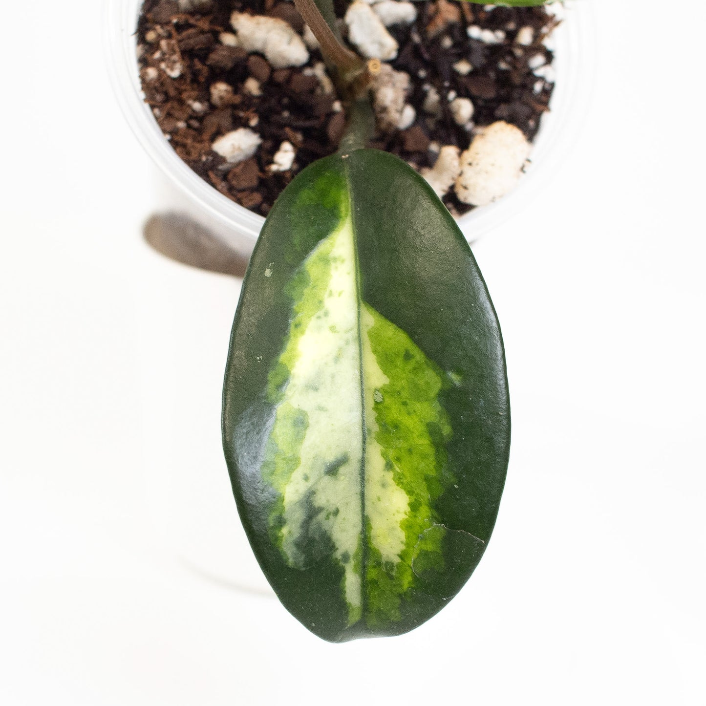 Hoya Madara 'Green Edge' Kunzo Lineage (2614)
