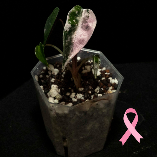 Alocasia Bambino Pink - Starter Plant *Grower's Choice*