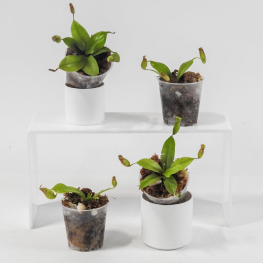 Nepenthes St. Gaya *Growers Choice*