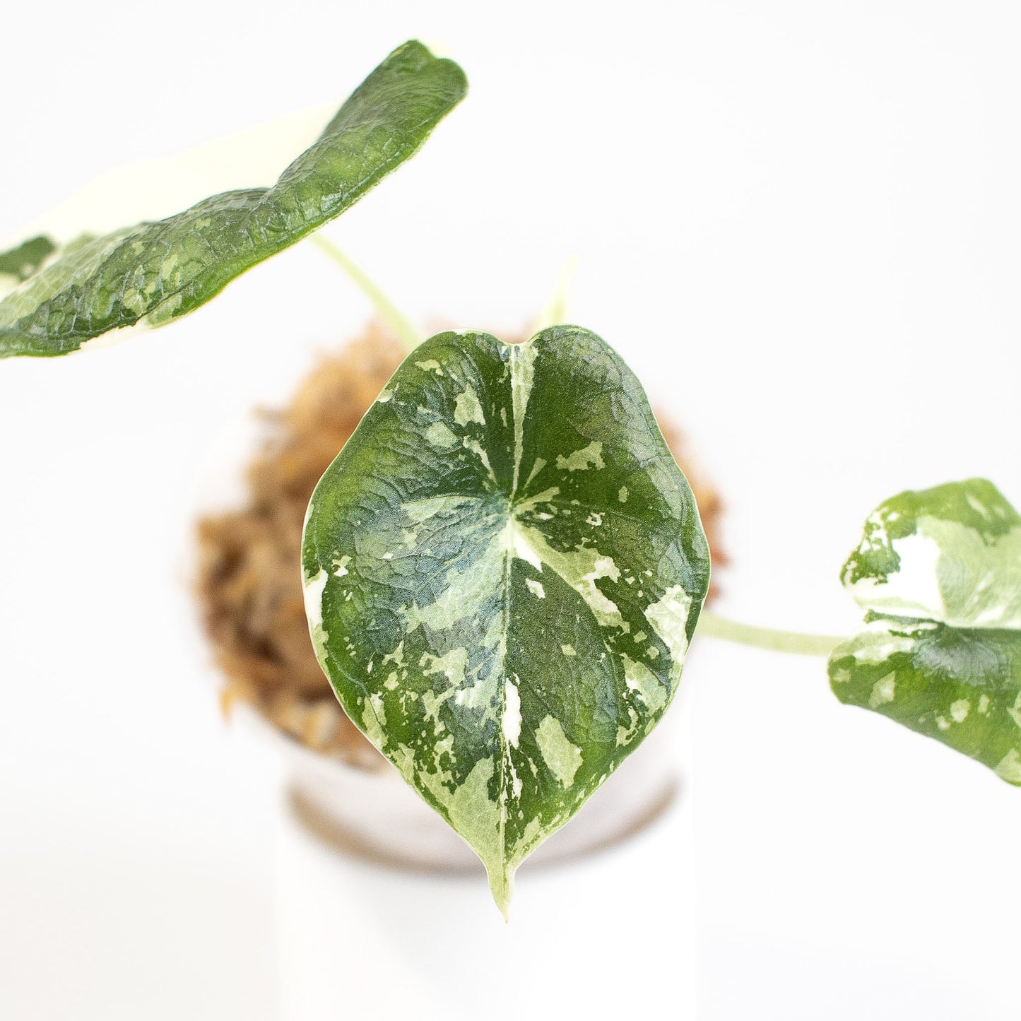 Alocasia 'Melo' Albo Variegated (2607)