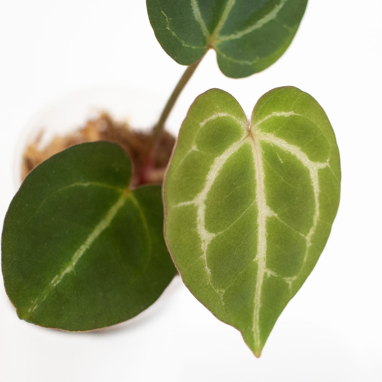 Anthurium (Carla) x (Red Crystallinum Dark Form) (2604)