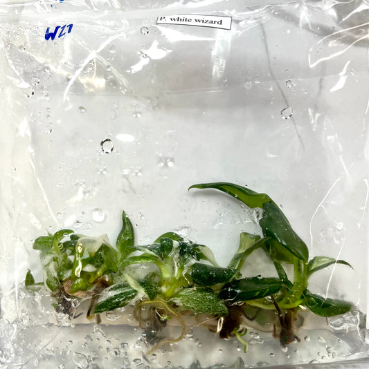 *5 Pack* Tissue Culture- Philodendron White Wizard