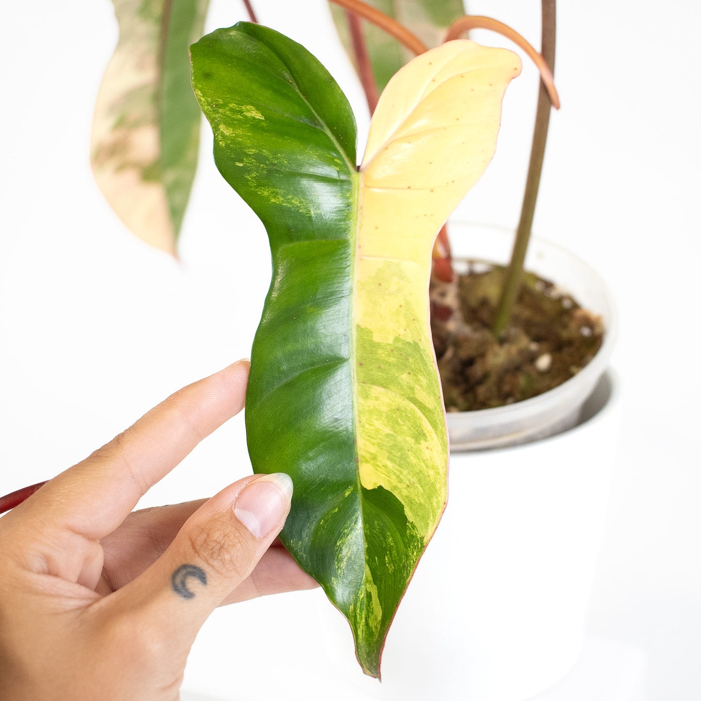 Philodendron Florida Beauty x Billietiae (2613)
