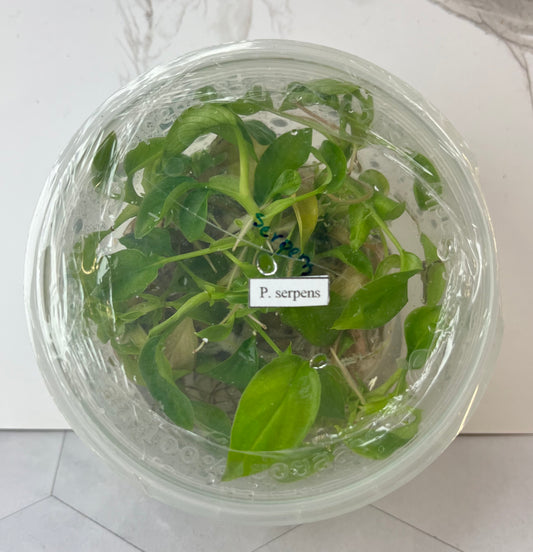 *5 Pack* Tissue Culture- Philodendrons Serpens